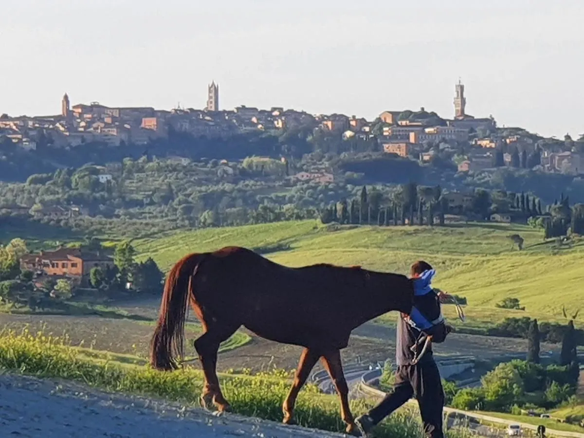 Bed & Breakfast Dago Farmhouse Siena